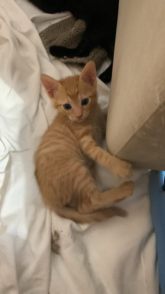 Mammina e 3 cuccioli di 2 mesi - media 5