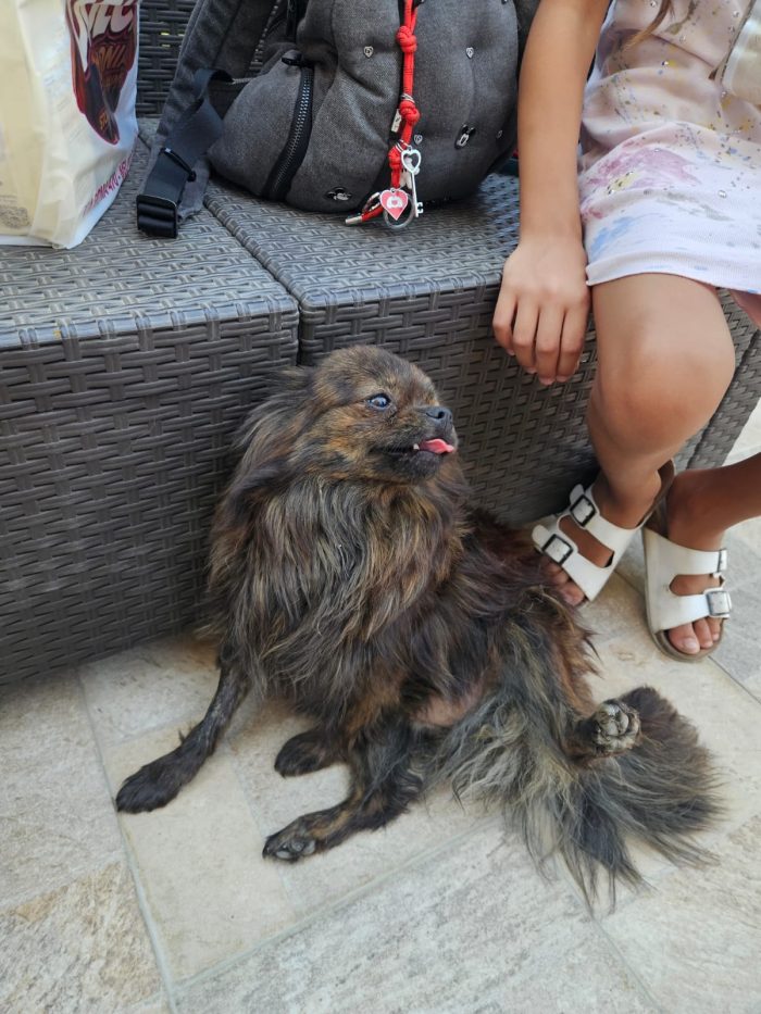 Alessia: taglia piccola dolce e socievole