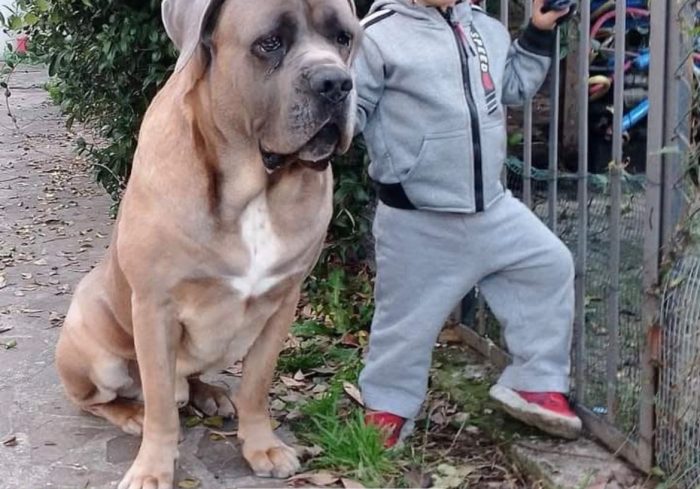 Toretto, buono ed equilibrato - media 5