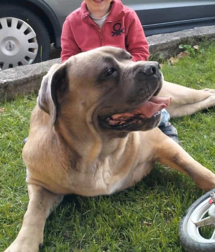 Toretto, buono ed equilibrato - media 4