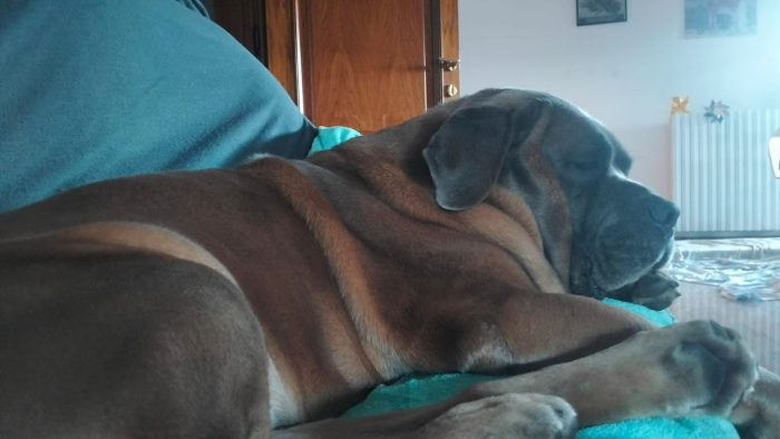 Toretto, buono ed equilibrato - media 6