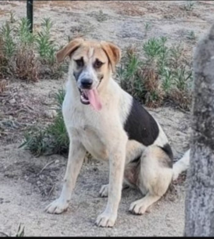 Sofia sui 3anni nessuno ha chiamato,finita in canile.COSENZA
