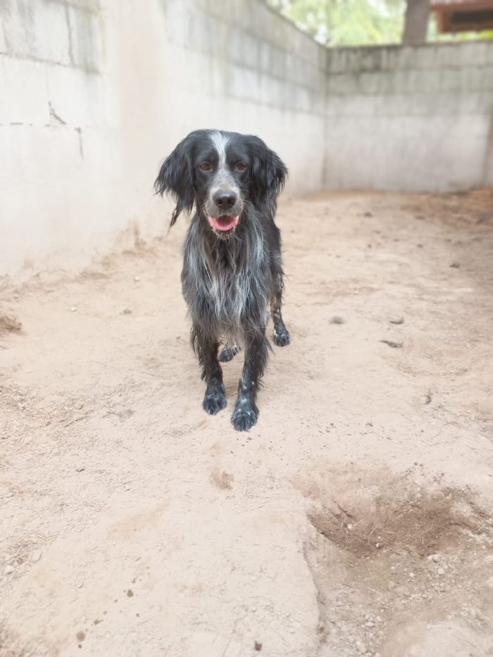 IULIUS - setter di 5 anni