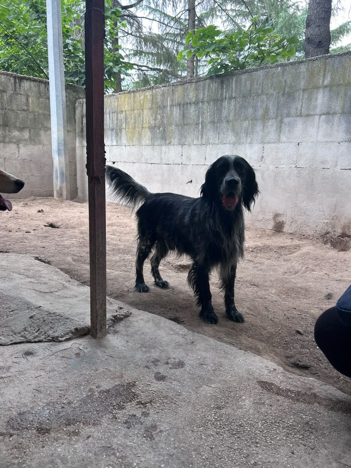 IULIUS - setter di 5 anni