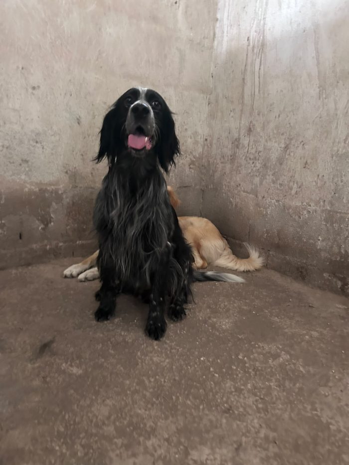IULIUS - setter di 5 anni - media 5