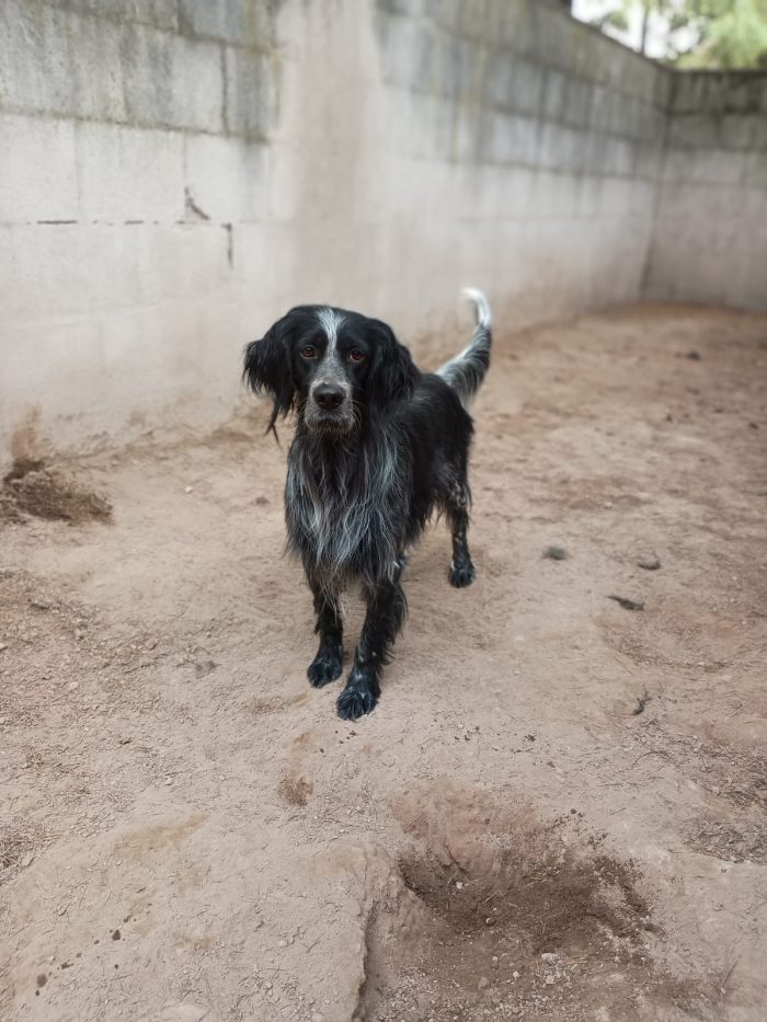IULIUS - setter di 5 anni - media 4