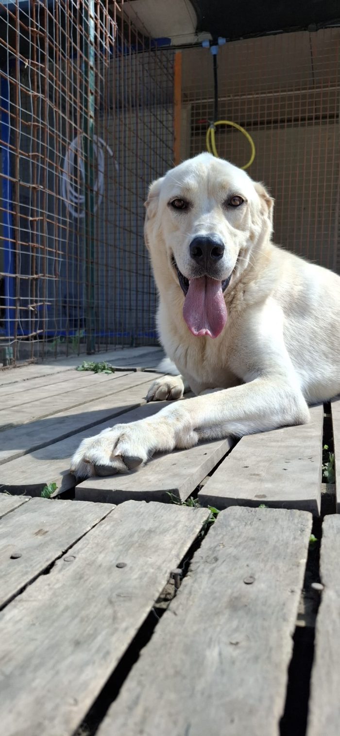 CREMINO - simil labrador di 1 anno e mezzo