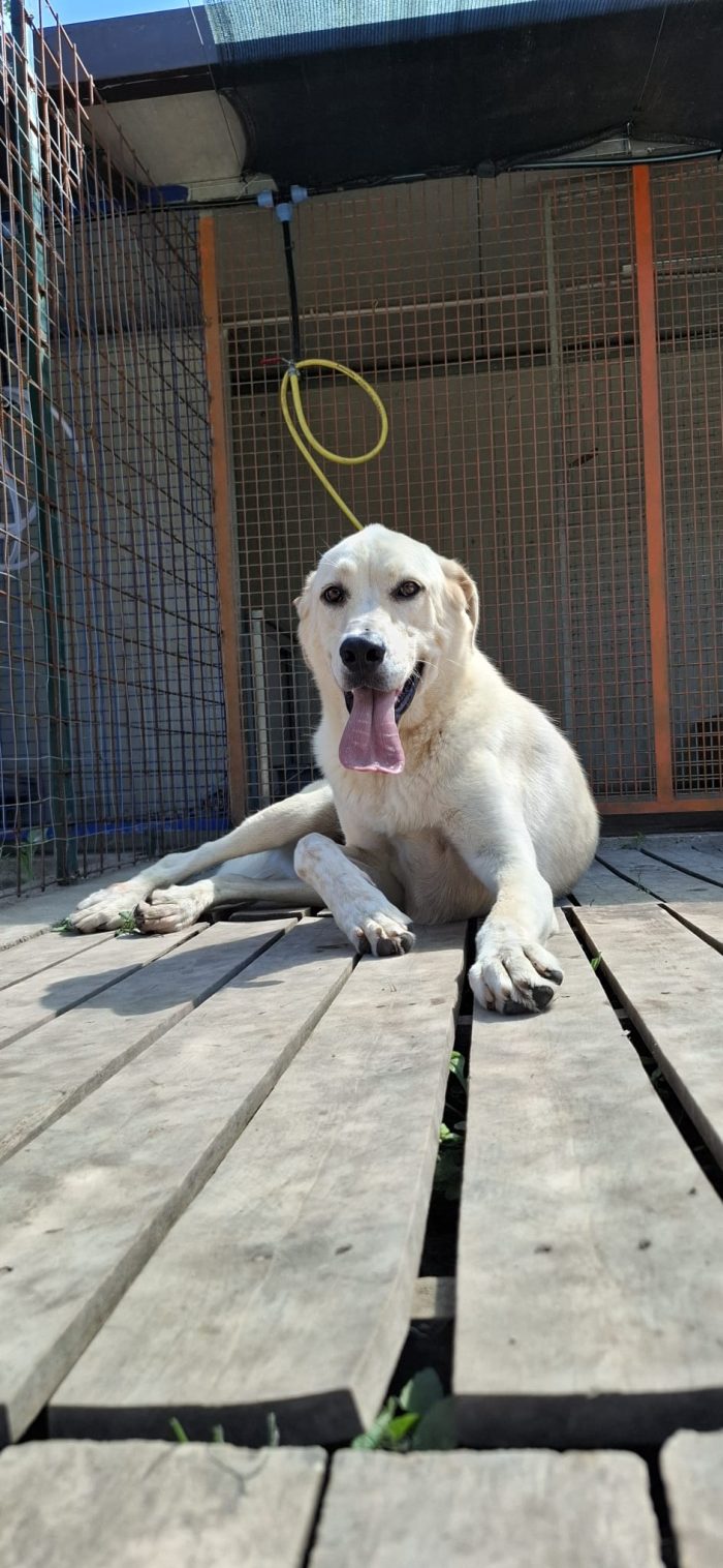 CREMINO - simil labrador di 1 anno e mezzo