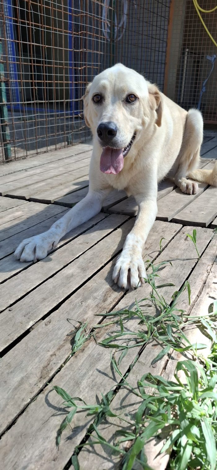 CREMINO - simil labrador di 1 anno e mezzo