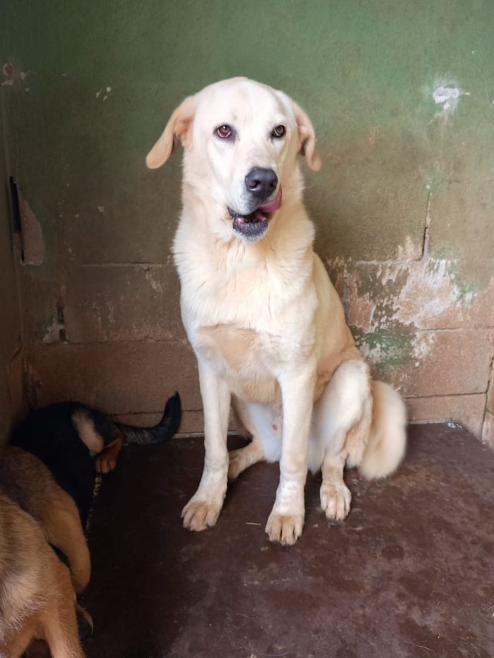 CREMINO - simil labrador di 1 anno e mezzo - media 5