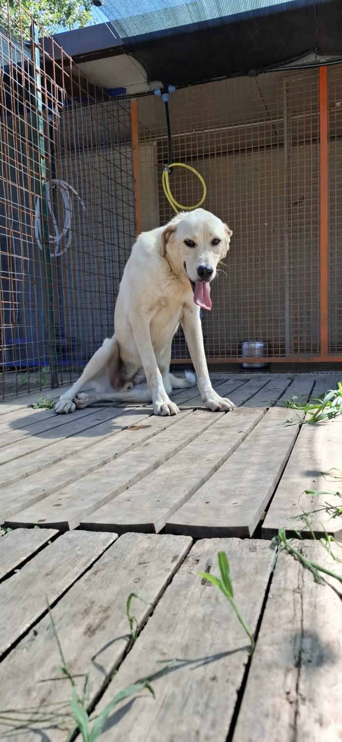 CREMINO - simil labrador di 1 anno e mezzo - media 4