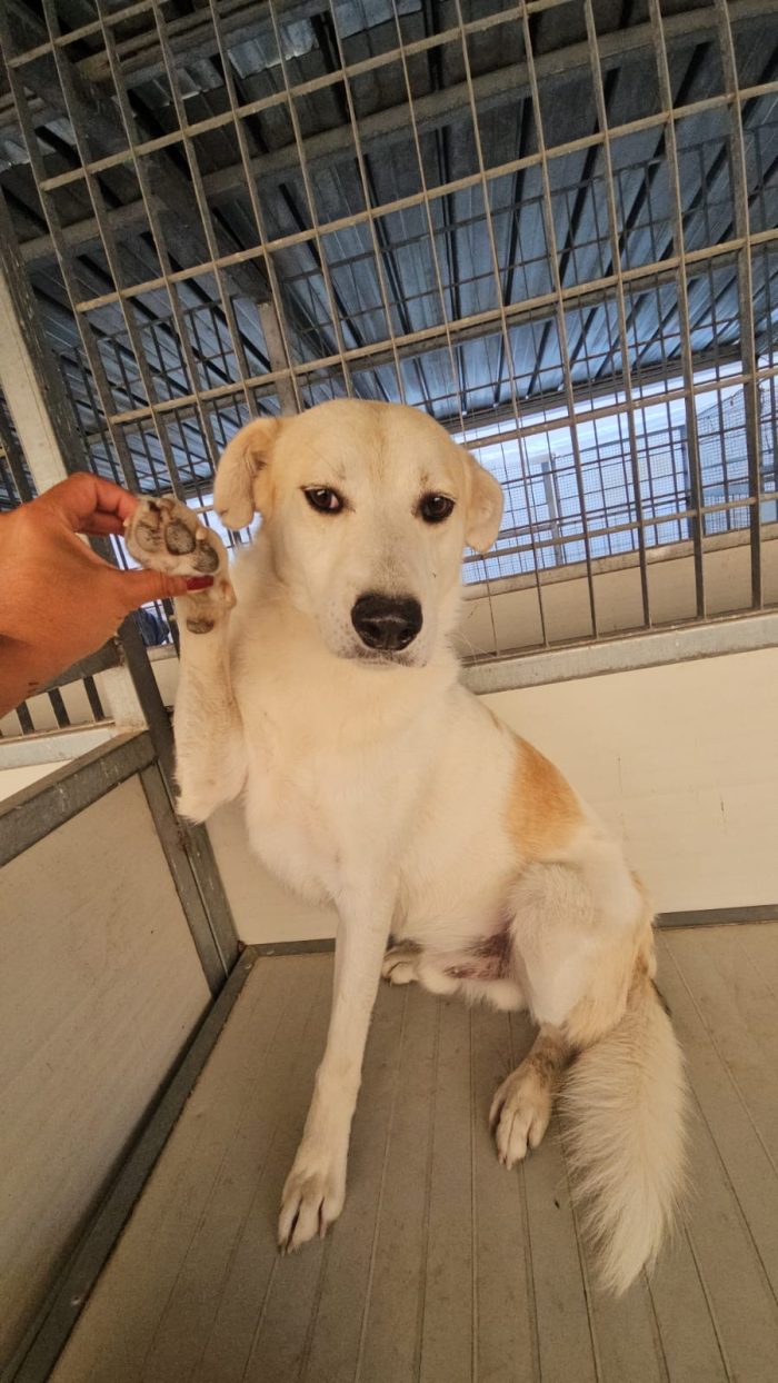 Gerry splendido cagnolino cerca casa
