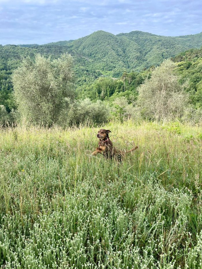 Everel splendido canestro in Toscana cerca adozione - media 4