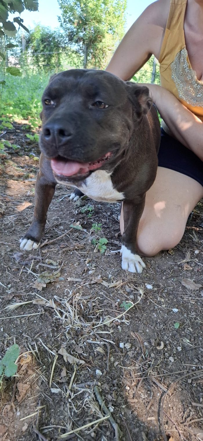 MILA - simil pitbull di circa 6 anni e mezzo