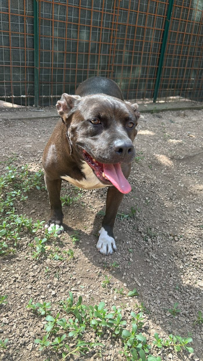 MILA - simil pitbull di circa 6 anni e mezzo