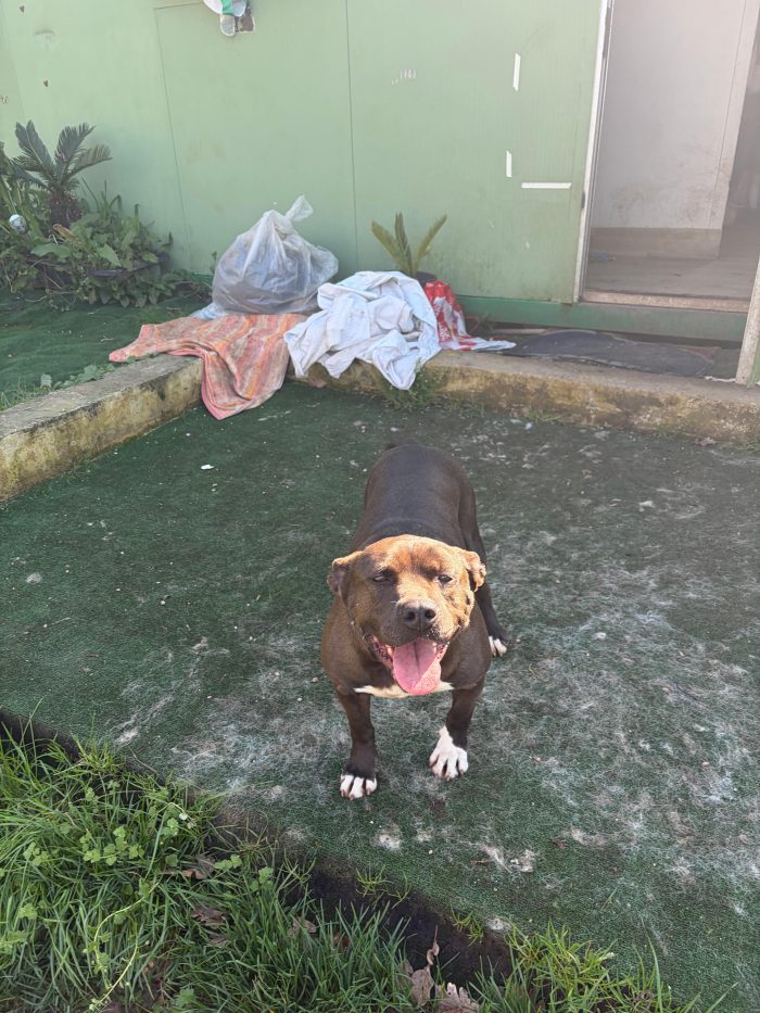 MILA - simil pitbull di circa 6 anni e mezzo - media 4