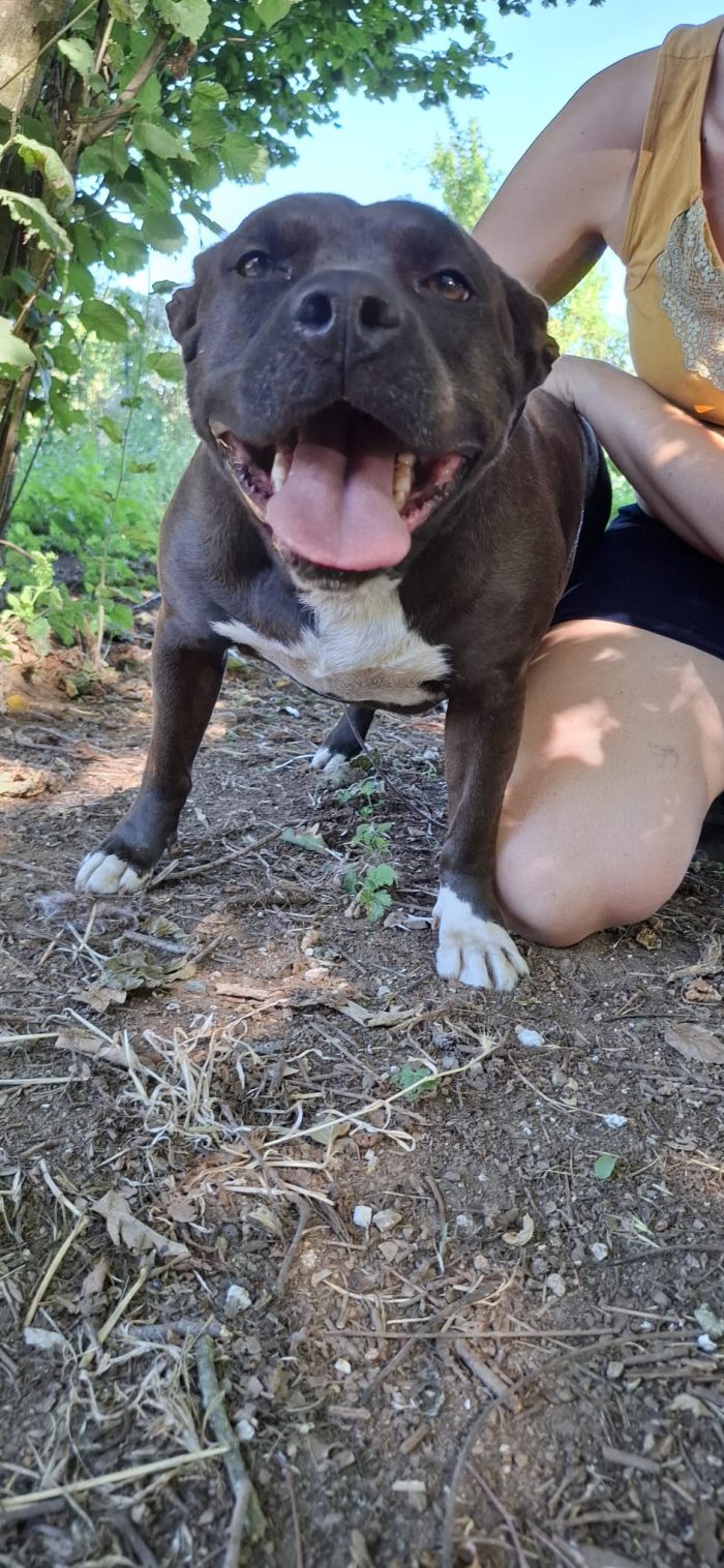 MILA - simil pitbull di circa 6 anni e mezzo
