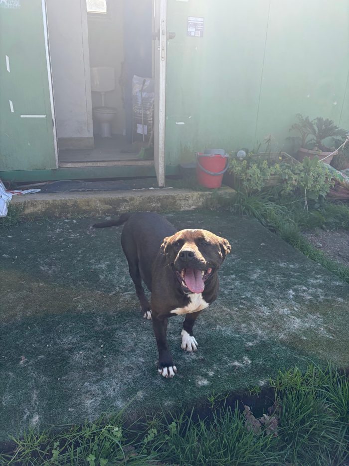MILA - simil pitbull di circa 6 anni e mezzo - media 5