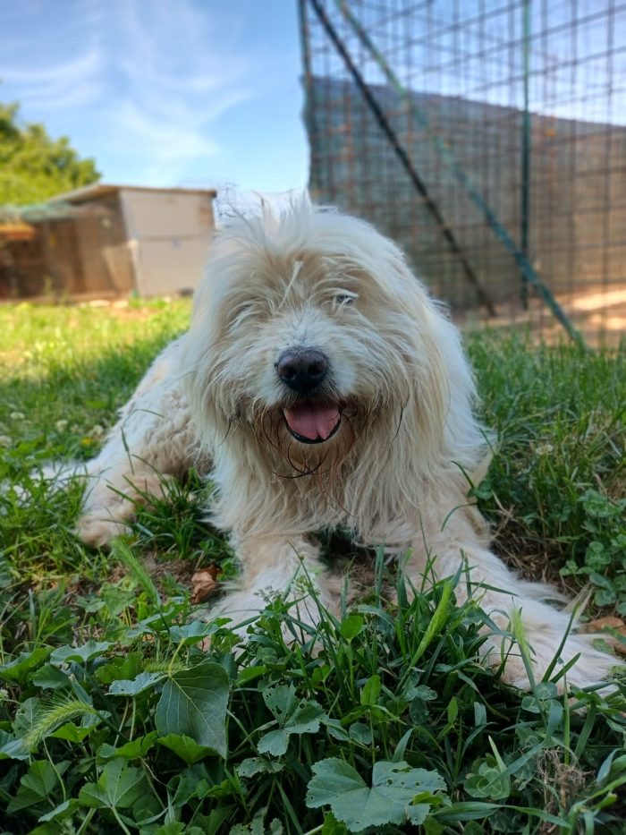 NAPOLEONE - cagnolone di 8 anni