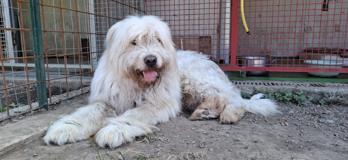 NAPOLEONE - cagnolone di 8 anni