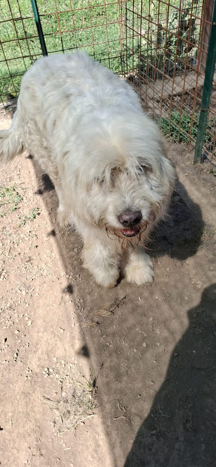 NAPOLEONE - cagnolone di 8 anni - media 4