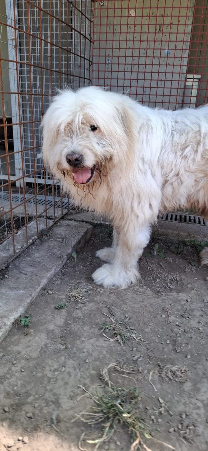NAPOLEONE - cagnolone di 8 anni - media 5
