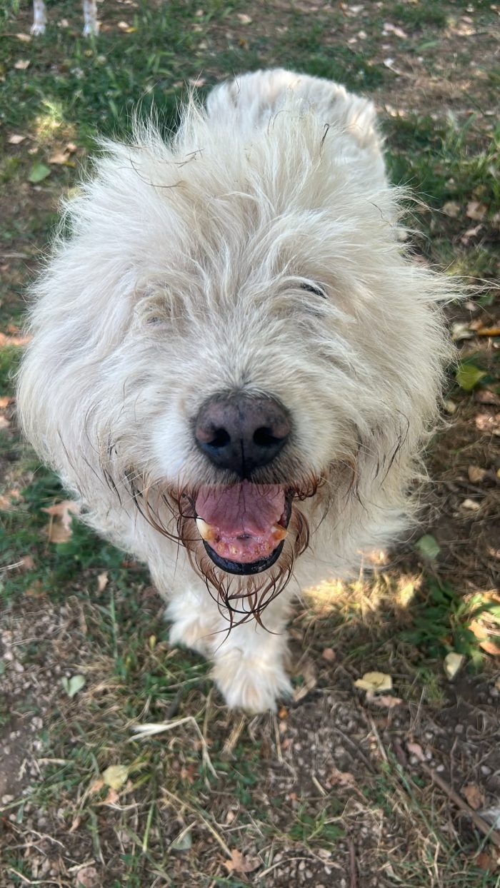 NAPOLEONE - cagnolone di 8 anni