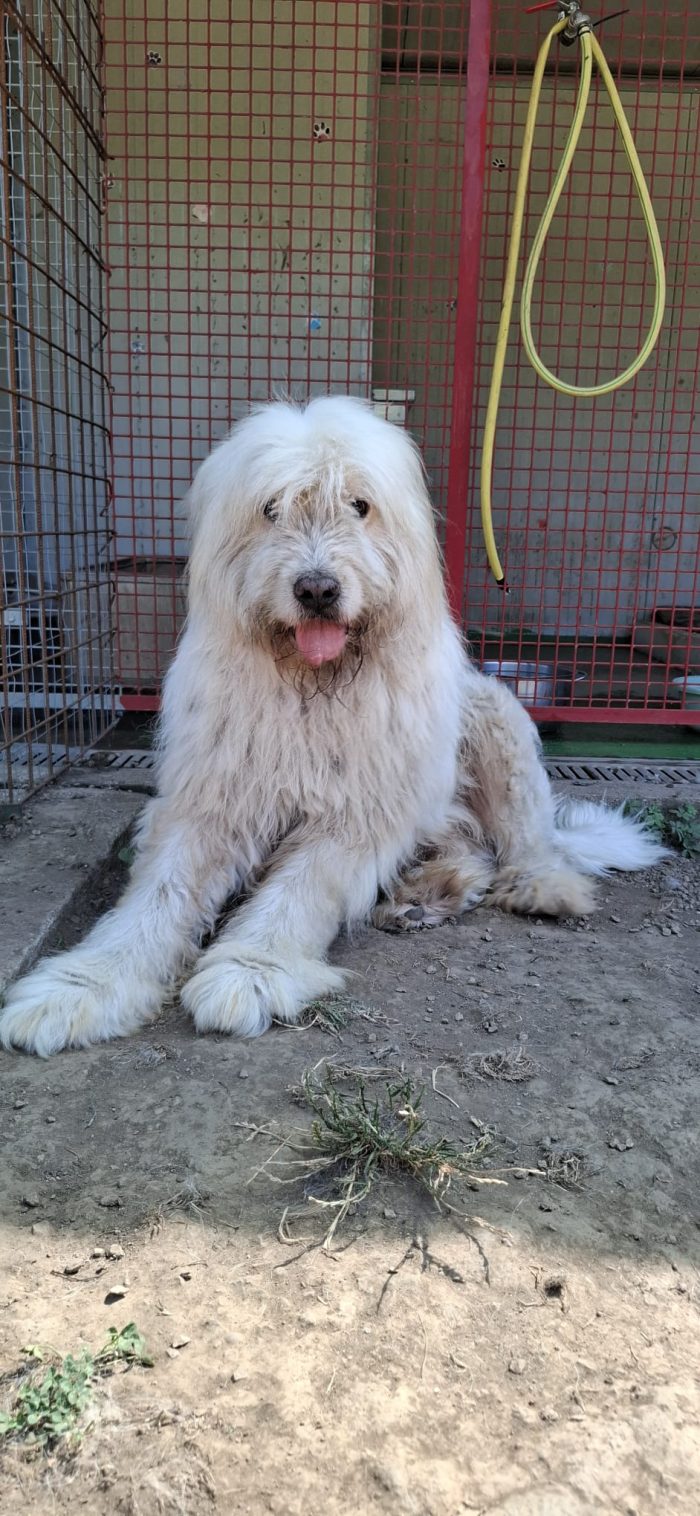 NAPOLEONE - cagnolone di 8 anni - media 6