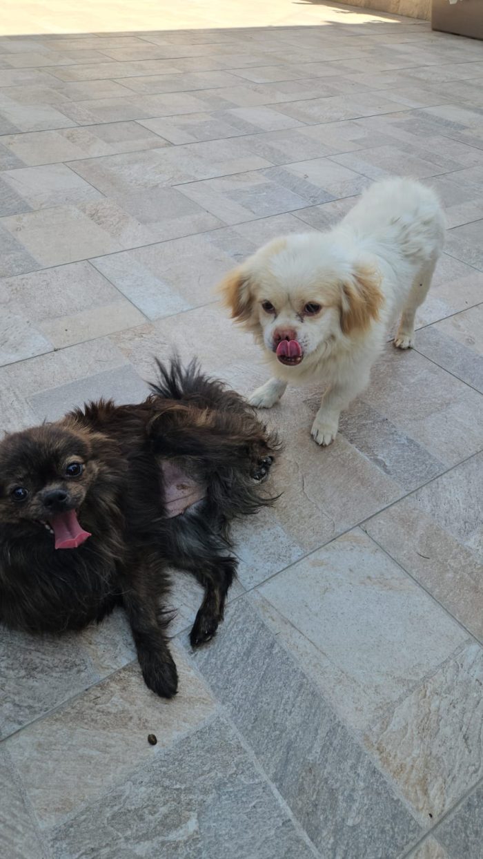 Paco splendido piccolo cagnolino cerca casa - media 6