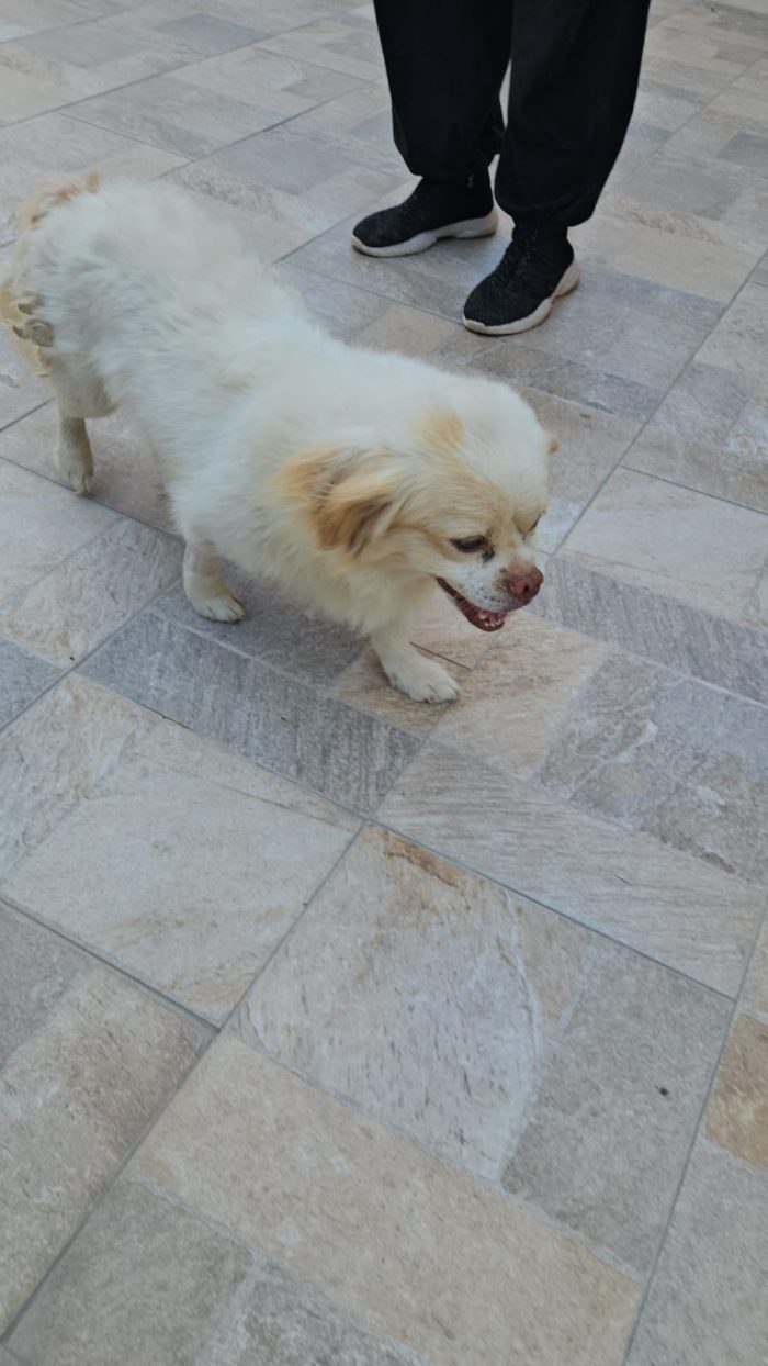 Paco splendido piccolo cagnolino cerca casa - media 5