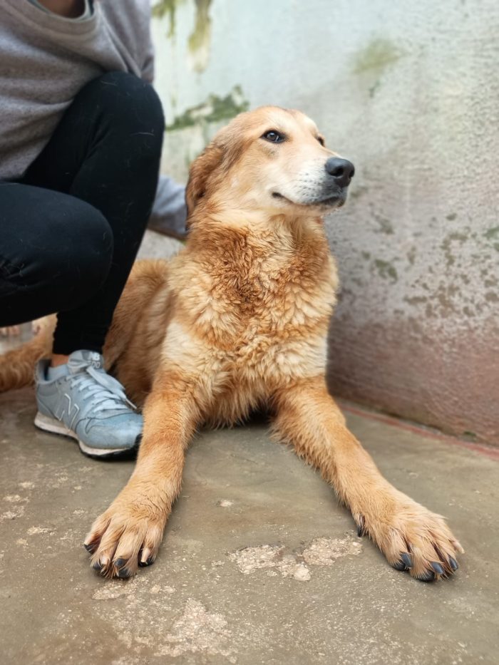 LESSIE - cagnolina di 1 anno