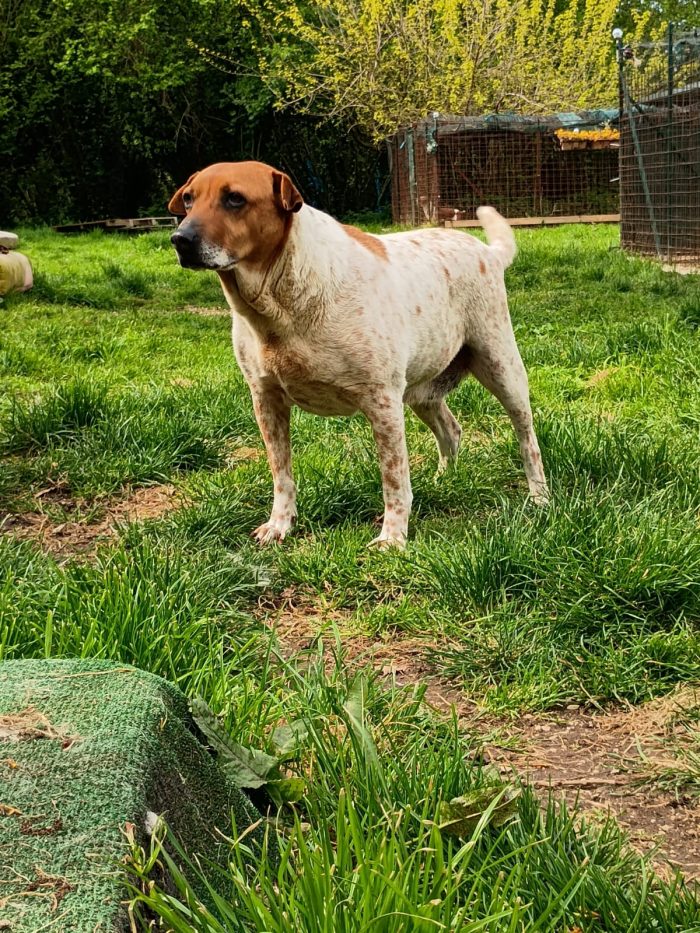 CLARA - cagnolina di 6 anni