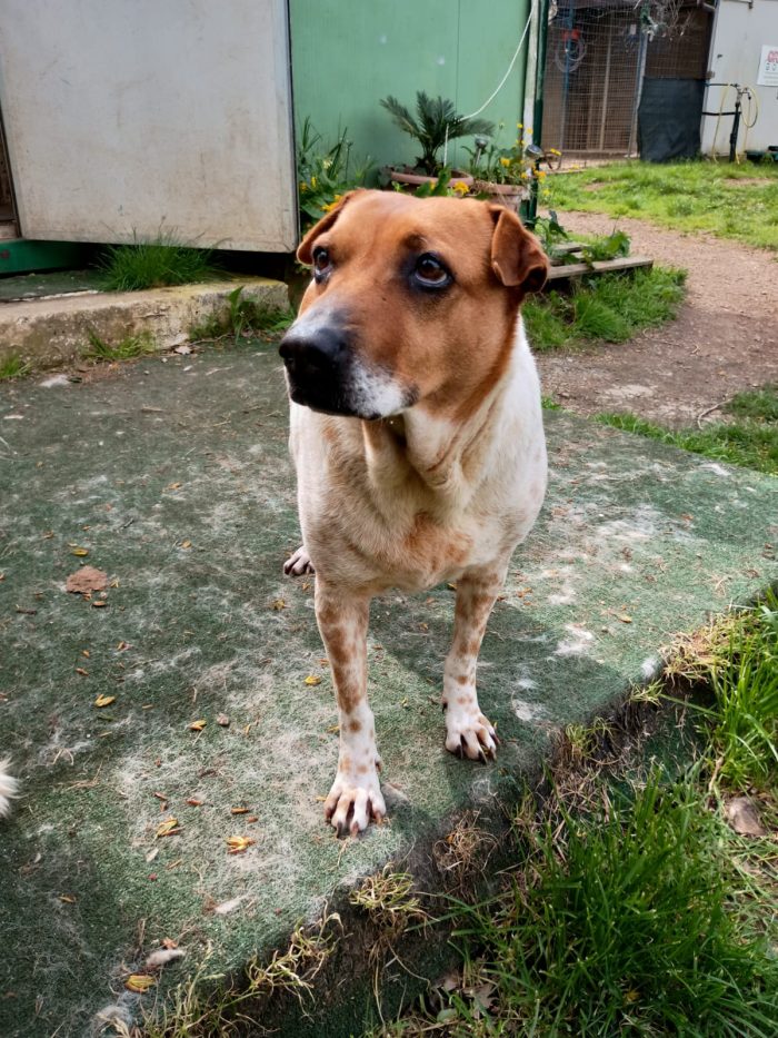 CLARA - cagnolina di 6 anni