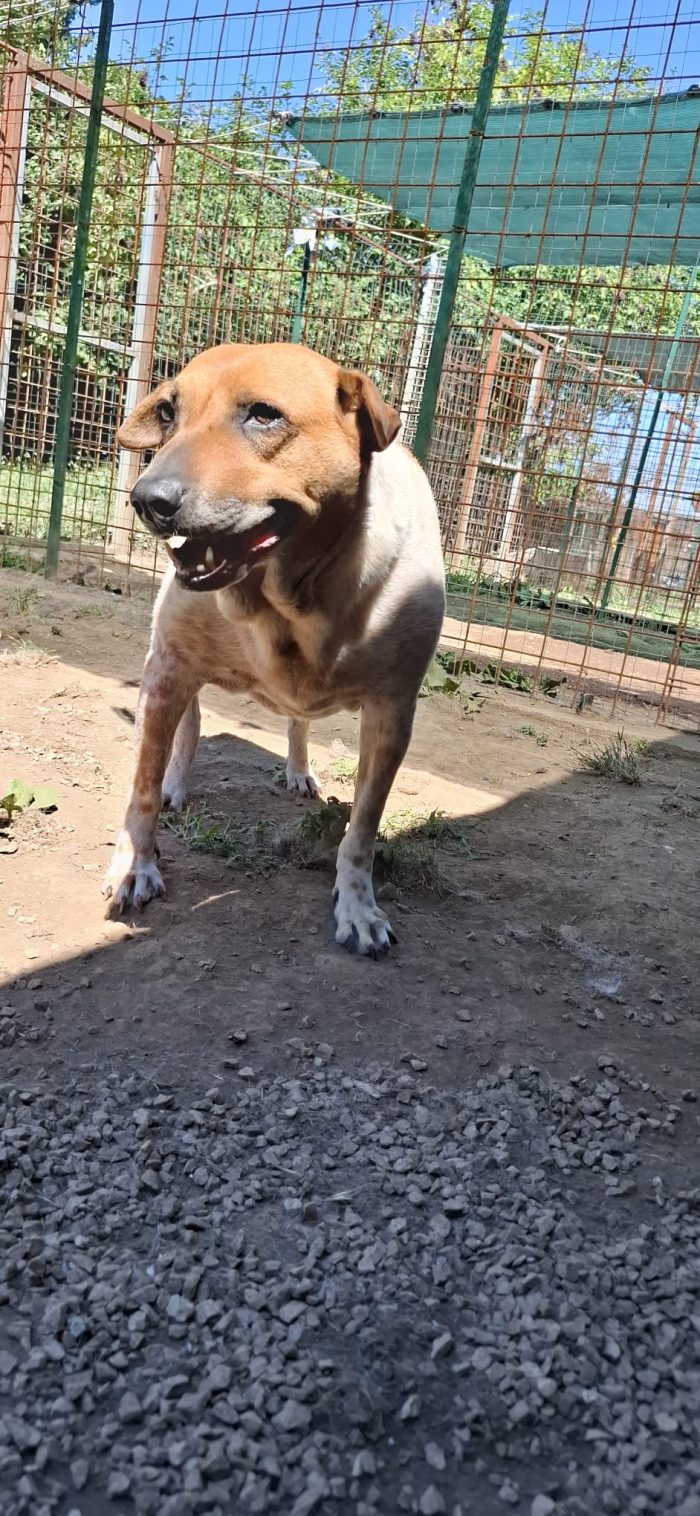 CLARA - cagnolina di 6 anni