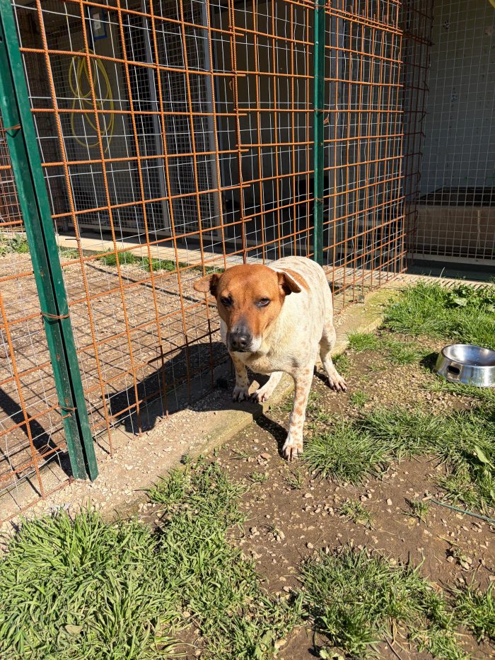 CLARA - cagnolina di 6 anni - media 4