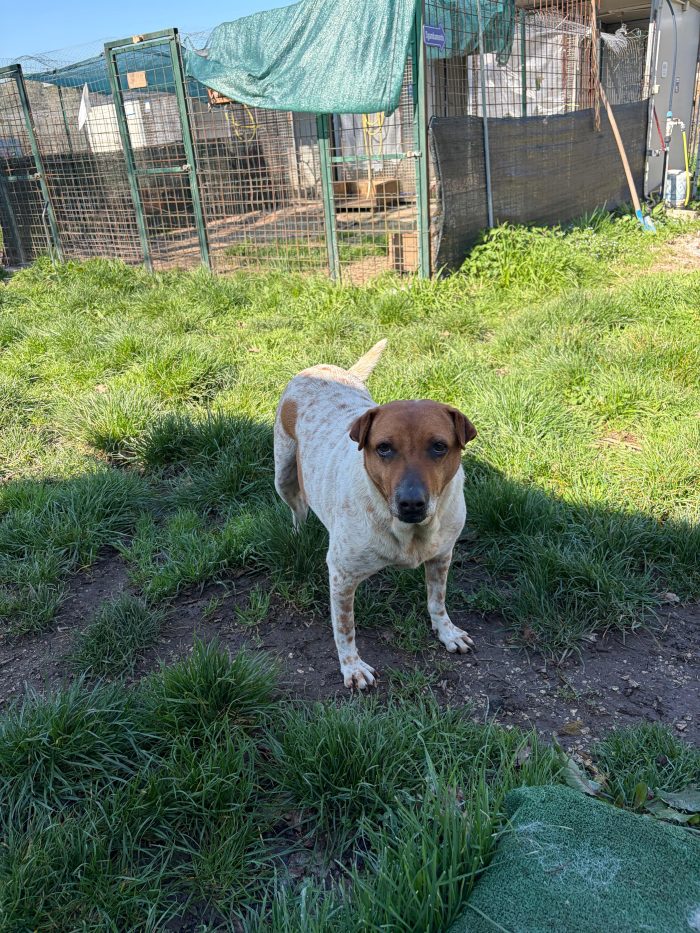 CLARA - cagnolina di 6 anni - media 5