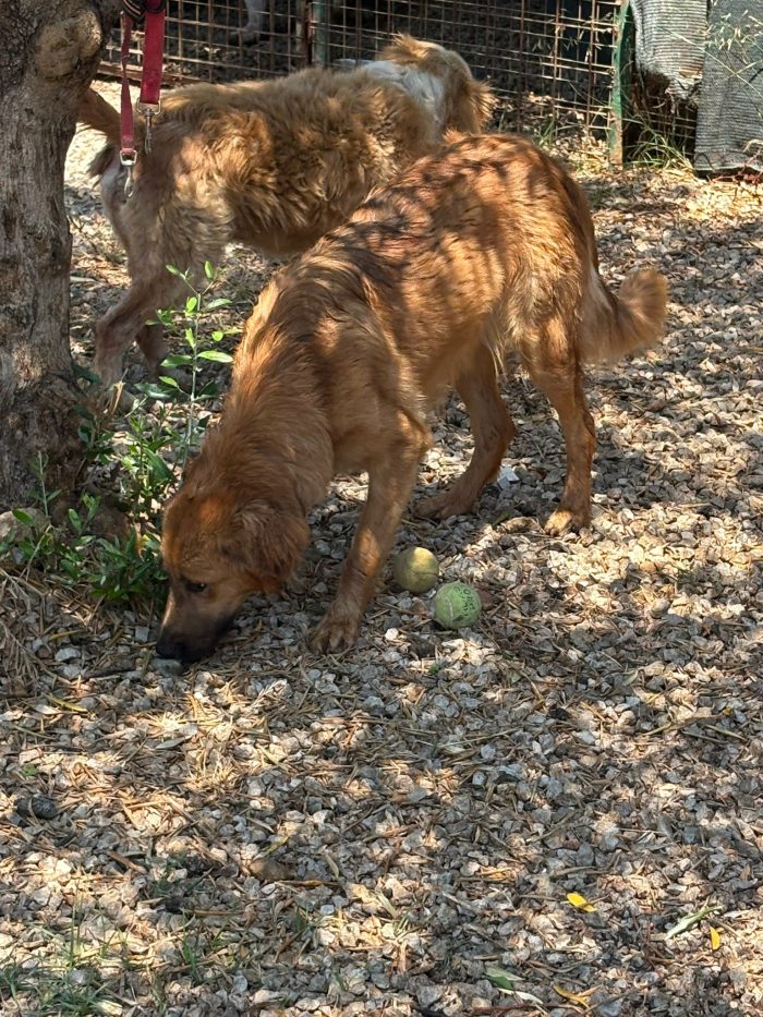 11 mesi, molto socievole e giocosa - media 7