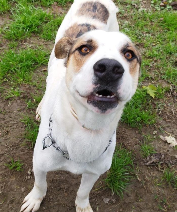 Ciccio  un cane invisibile in cerca di casa