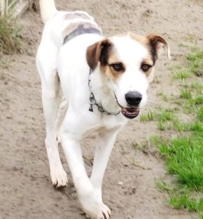 Ciccio  un cane invisibile in cerca di casa