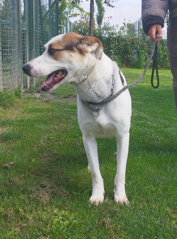 Ciccio  un cane invisibile in cerca di casa - media 6