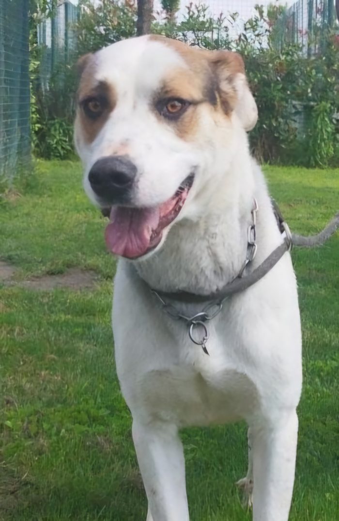 Ciccio  un cane invisibile in cerca di casa - media 4