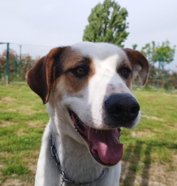 Ciccio  un cane invisibile in cerca di casa - media 8