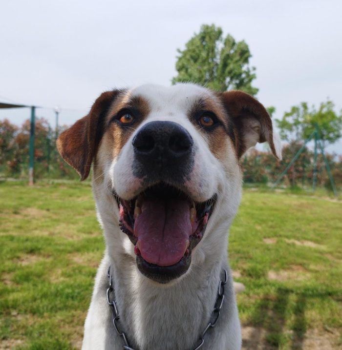 Ciccio  un cane invisibile in cerca di casa - media 7