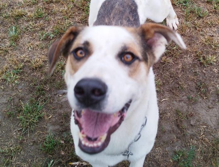 Ciccio  un cane invisibile in cerca di casa