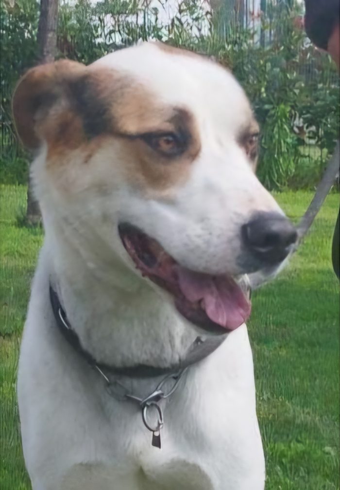 Ciccio  un cane invisibile in cerca di casa - media 5