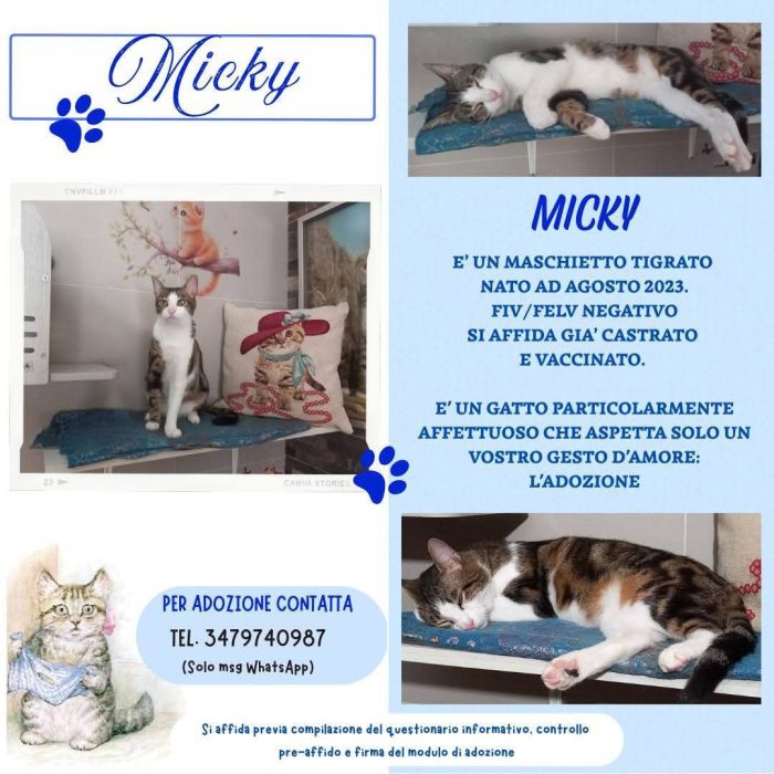 MICKY, tenero micino da adottare!