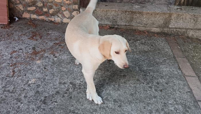 Rosé simil labrador
