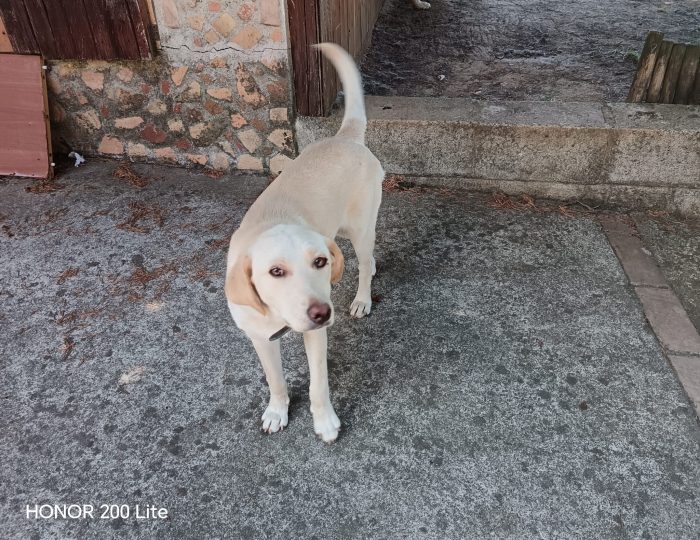 Rosé simil labrador