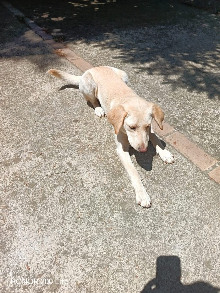 Rosé simil labrador