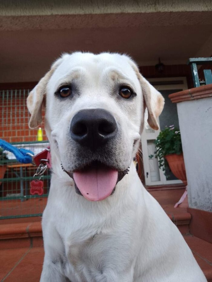 Dodo - Maschio - Nato a Luglio 2021 - Labrador - Taglia: Medio-Grande - Peso: 30 kg